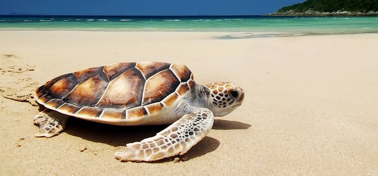 El nombre viene porque se hace pequeño escondiéndose como una tortuga en su caparazón